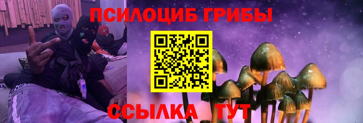 Можга  Псилоцибиновые грибы Psilocybine cubensis  Вход с VPN 
